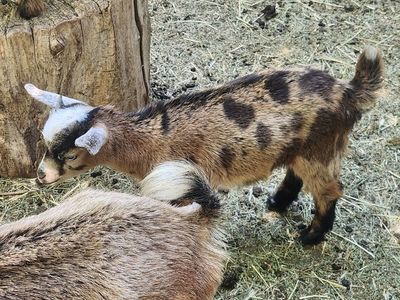 Nigerian Dwarf Goat Kids for sale