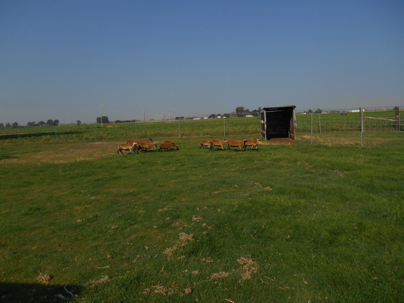BARBADOES LAMBS 
