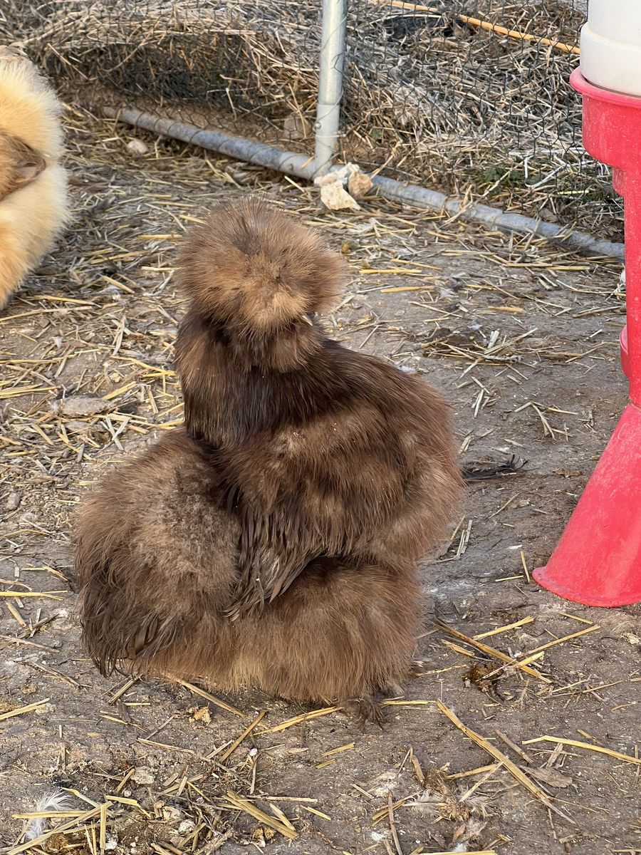 Silkie Satin Showgirl Frizzle Fertilized Eggs
