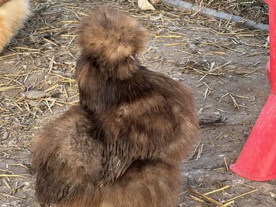Silkie Satin Showgirl Frizzle Fertilized Eggs