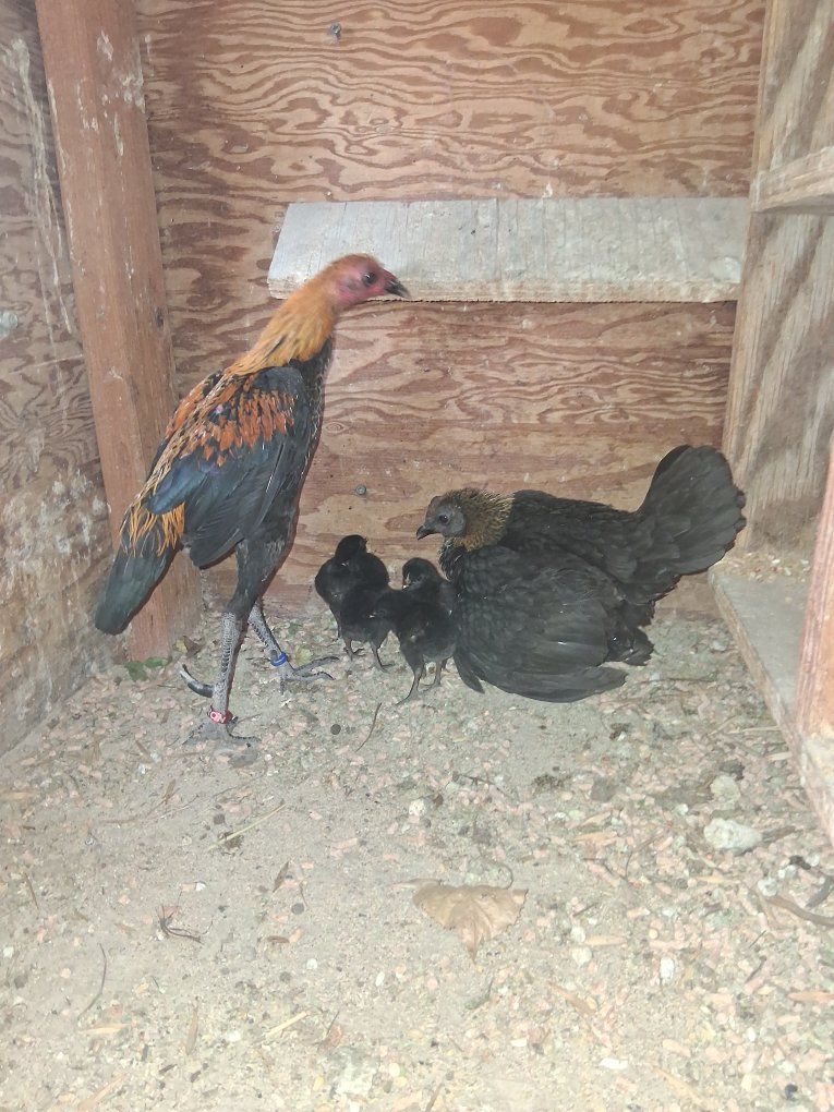 Main image 6