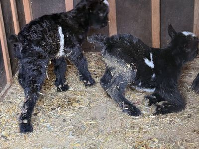 Baby goats (only 2 left)