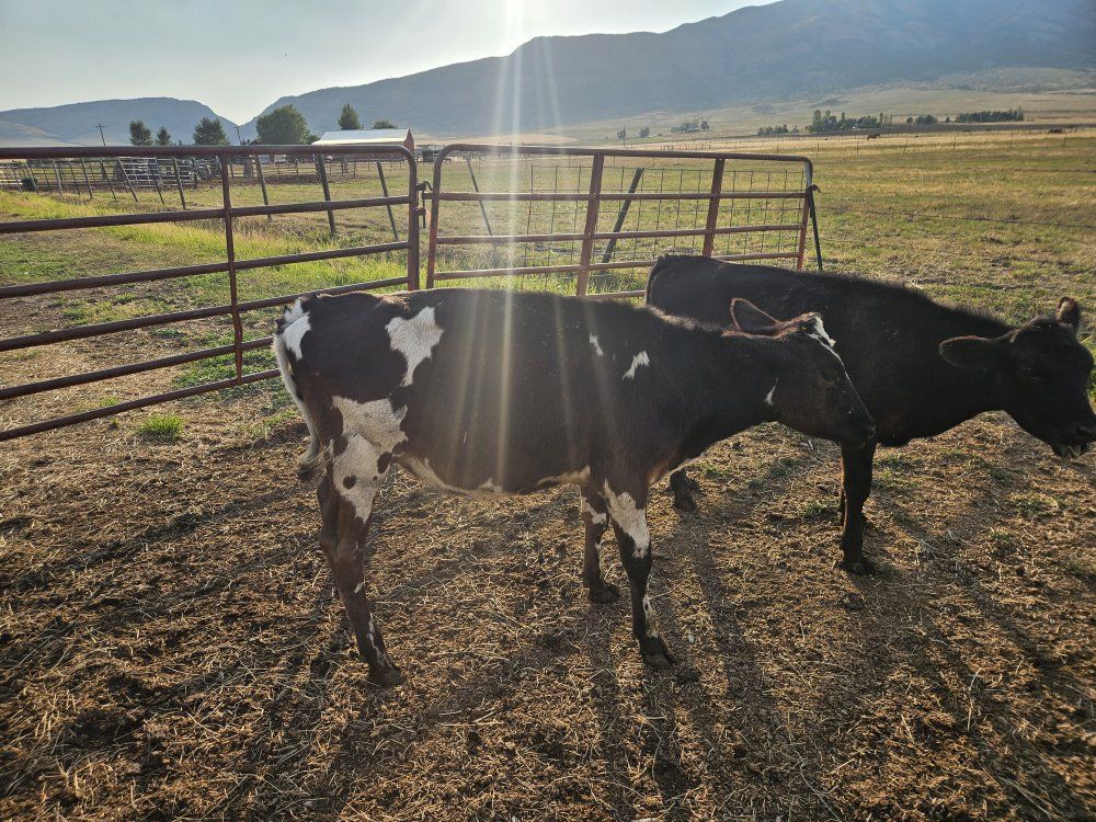 holstein, beef/ jersey x heifers