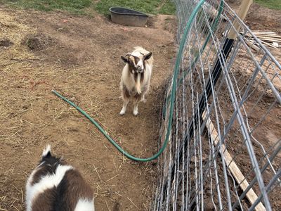 2 "Fainting" Goats