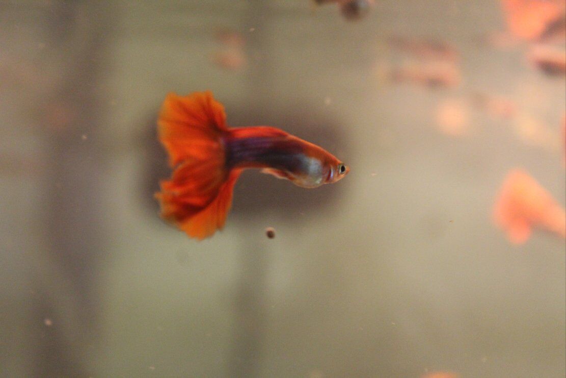 RED GUPPY
