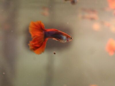 RED GUPPY