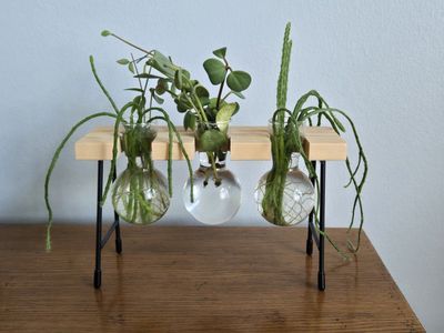 Propagation Station with 3 Glass Vases & Wooden Stand - Plant clippings Included