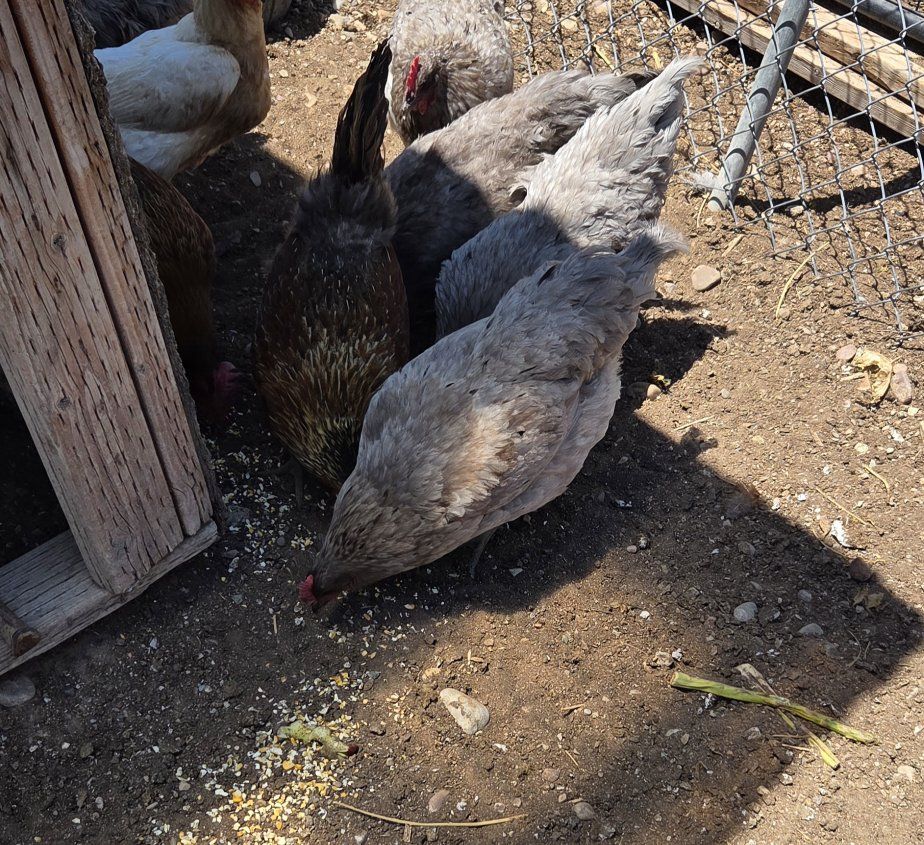 Less than 1yr old, 5 Sapphire Gem hens, Great Layers