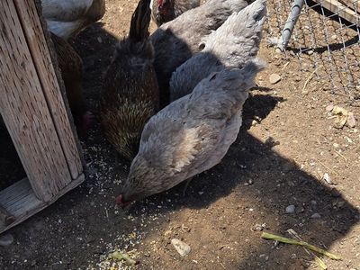 Less than 1yr old, 5 Sapphire Gem hens, Great Layers