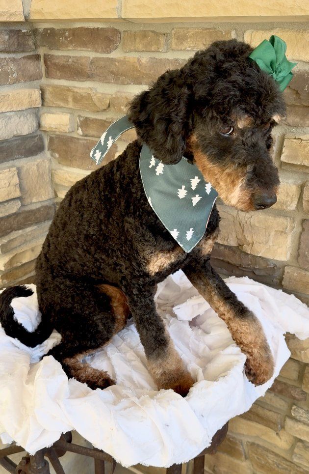 Bernedoodle