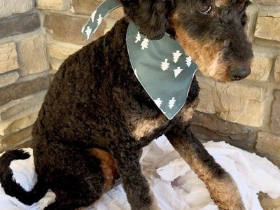 Bernedoodle