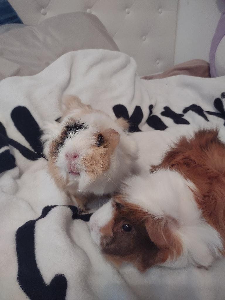 Two female guinea pigs with cage.
