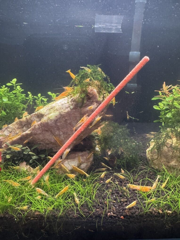 Yellow Neocardinia Bright, Health, Tank-Raised