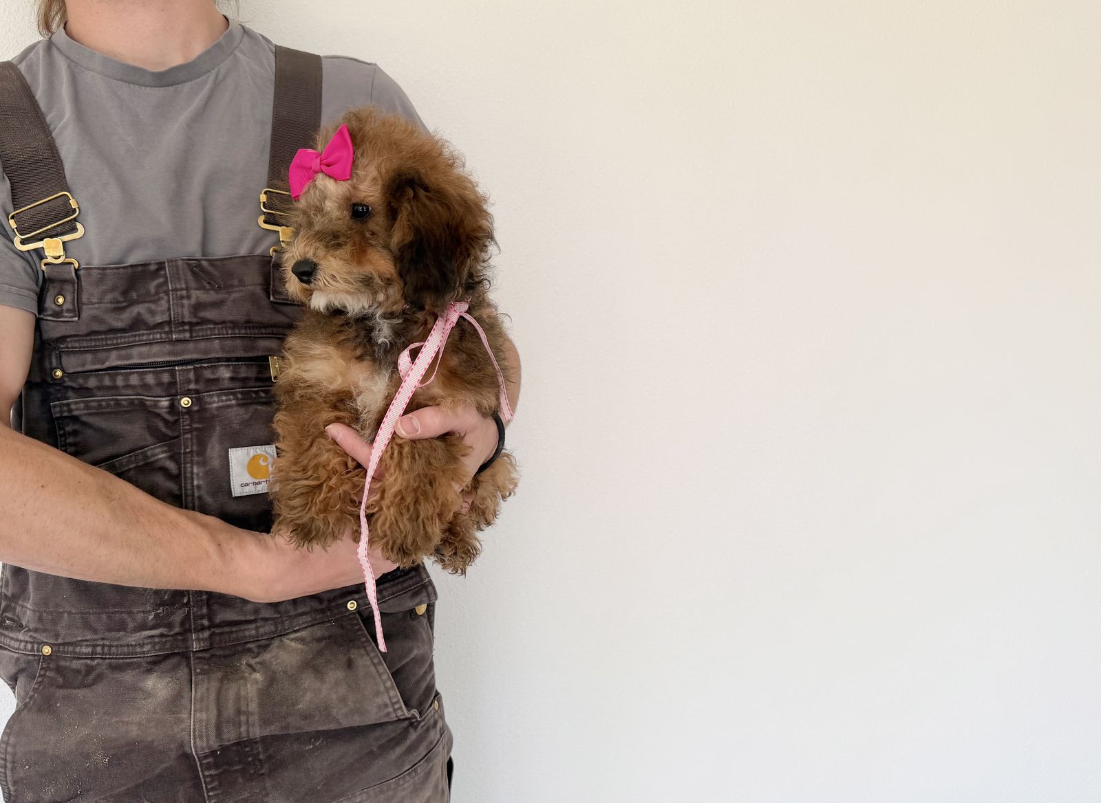 AKC toy mini poodle