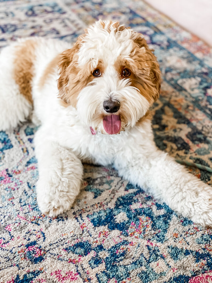 Fitz -/+ Parti Multigen Mini Goldendoodle Stud