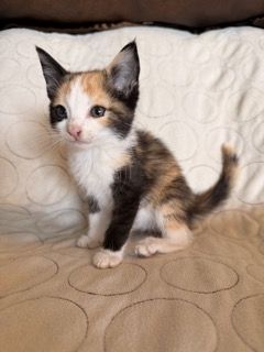 Female Kitten