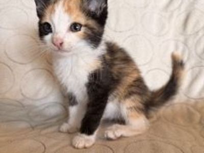 Female Kitten
