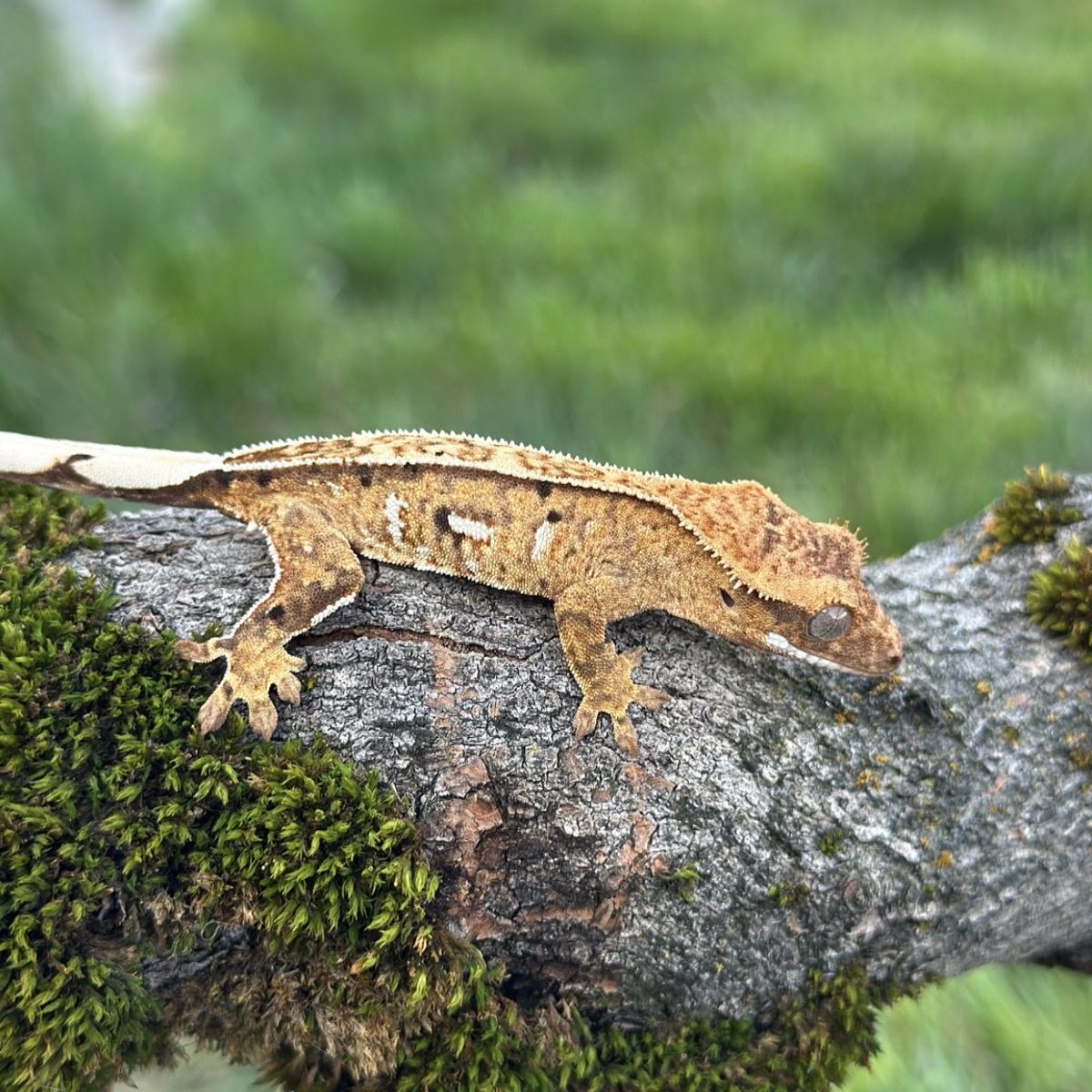 Yellow Pinstripe Male