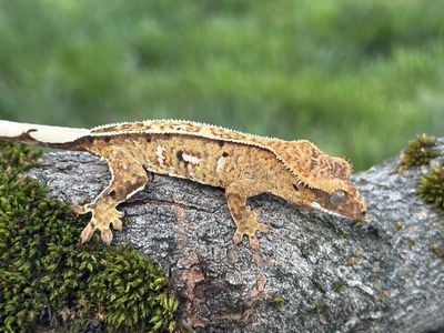 Yellow Pinstripe Male