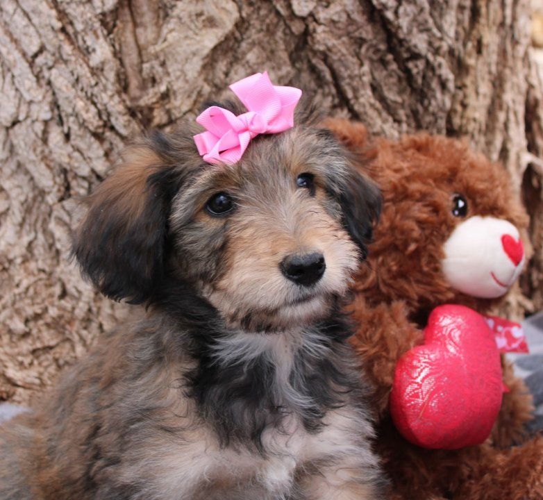 Little Tripod puppy! One of a Kind!!! Ideal ESA