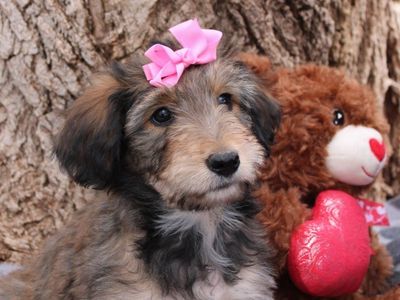 Little Tripod puppy! One of a Kind!!! Ideal ESA