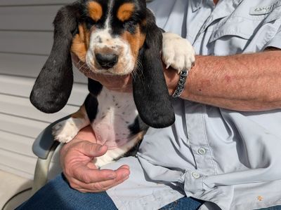 Euro Basset hound puppies