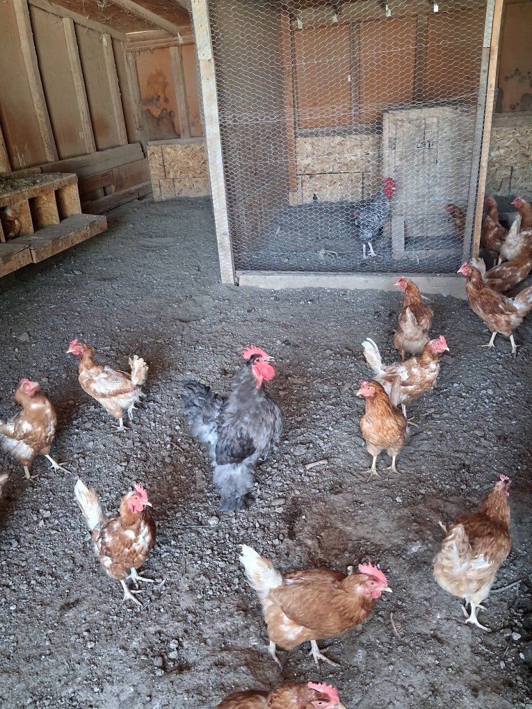 Rooster