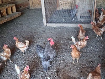 Rooster