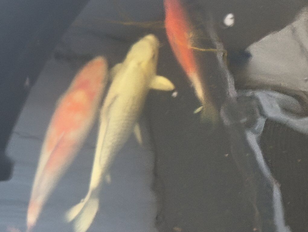 Koi and Goldfish