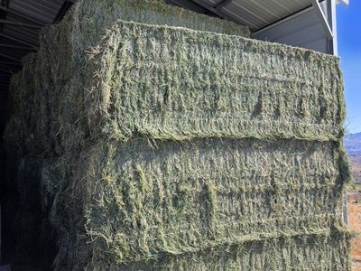 Grass Alfalfa Mix Hay 3x4x8 Bales Steam Baled