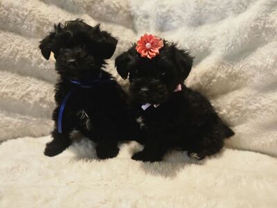 Yorkiepoo