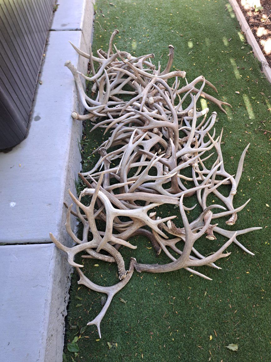 Elk and Deer sheds