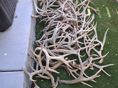 Elk and Deer sheds