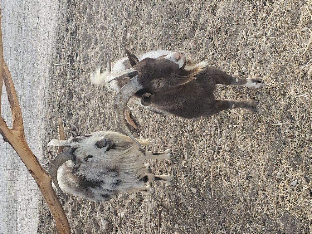 Nigerian Dwarf Bucks