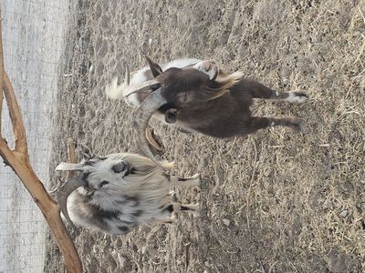 Nigerian Dwarf Bucks