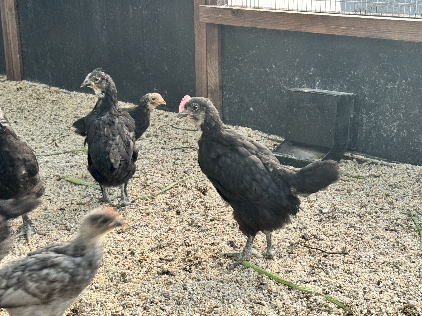 Free 5-week old roosters
