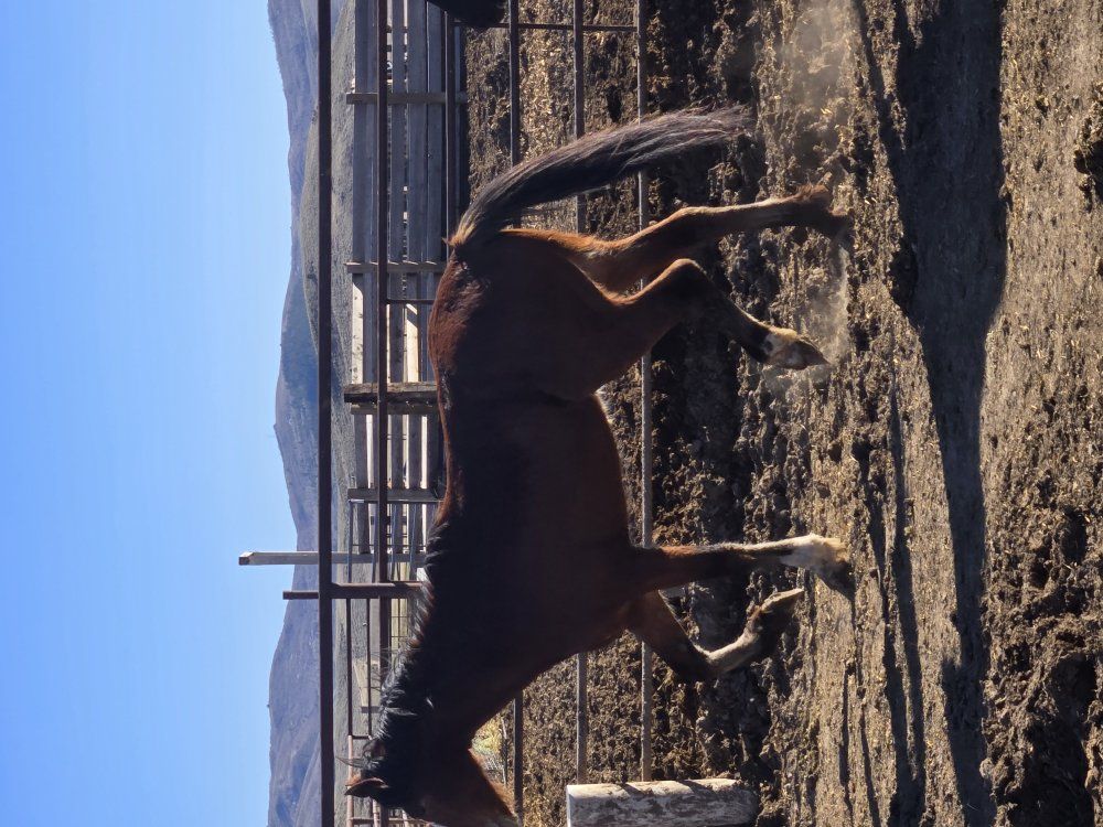 half draft Clydesdale