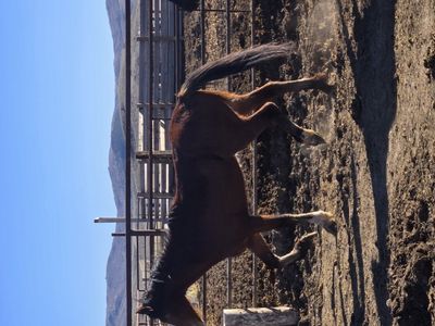 half draft Clydesdale