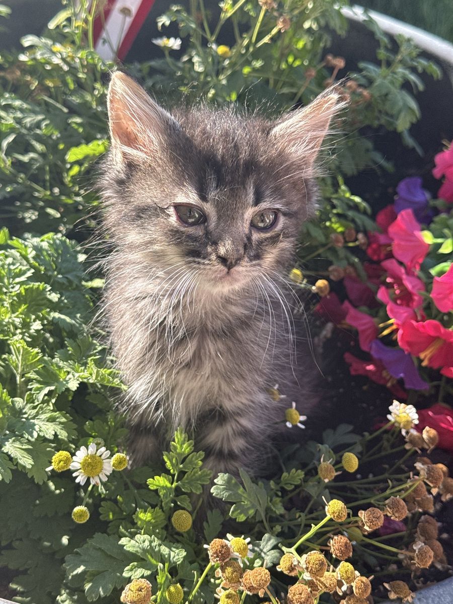 Black and Tabby Kittens