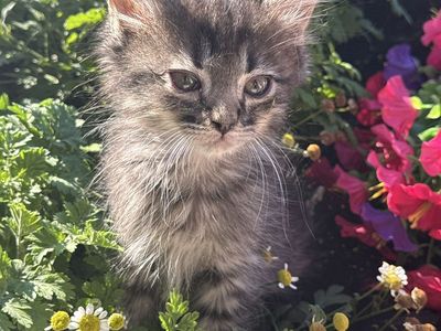 Black and Tabby Kittens