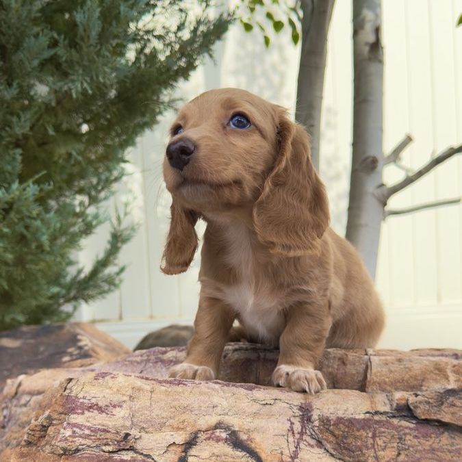 Longhair Mini Dachshund Female