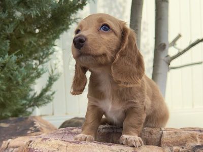 Longhair Mini Dachshund Female