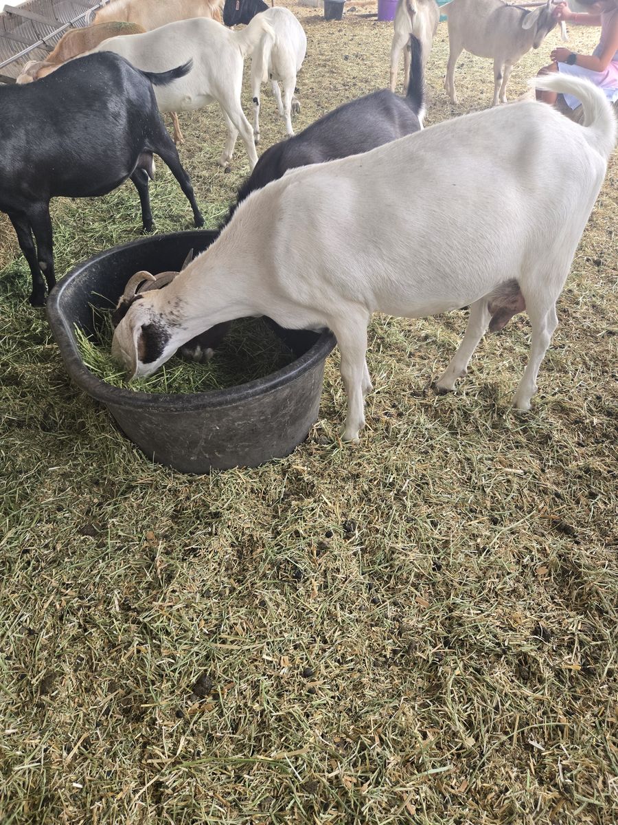 Boer Doe Goats