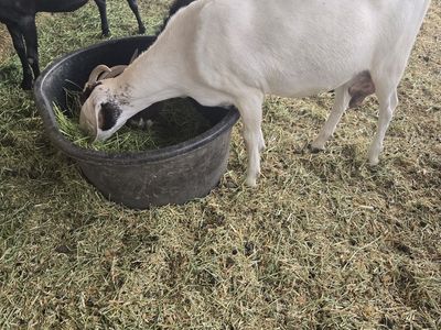Boer Doe Goats