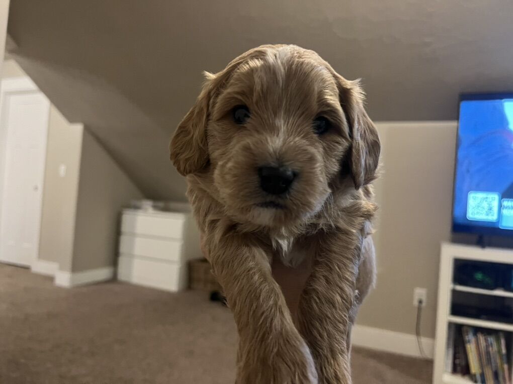 Puppies, Mini Golden Mountian Doodle