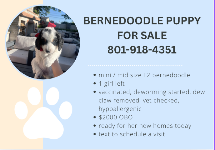 Bernedoodle Puppy For Sale