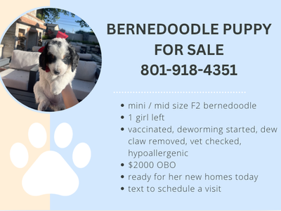 Bernedoodle Puppy For Sale