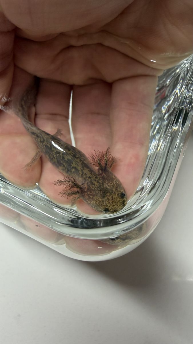 Axolotl Juveniles - Various Morph Colors