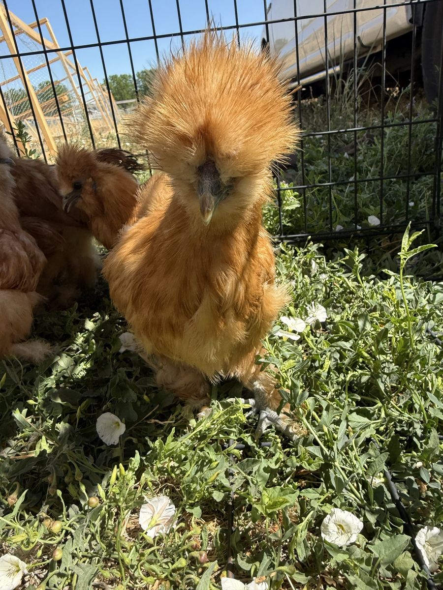 Silkies Pullets and cockerels