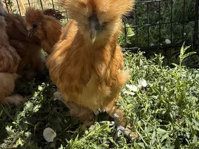 Silkies Pullets and cockerels